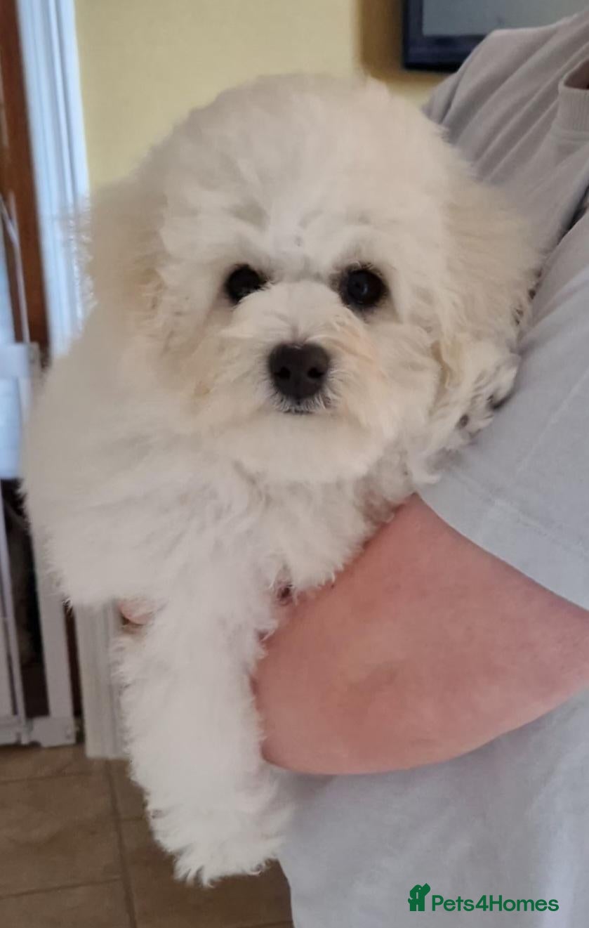 Bichon Frise dogs Full Vacc, Health Tested, KC Reg, Champion Lines  - Advert 11