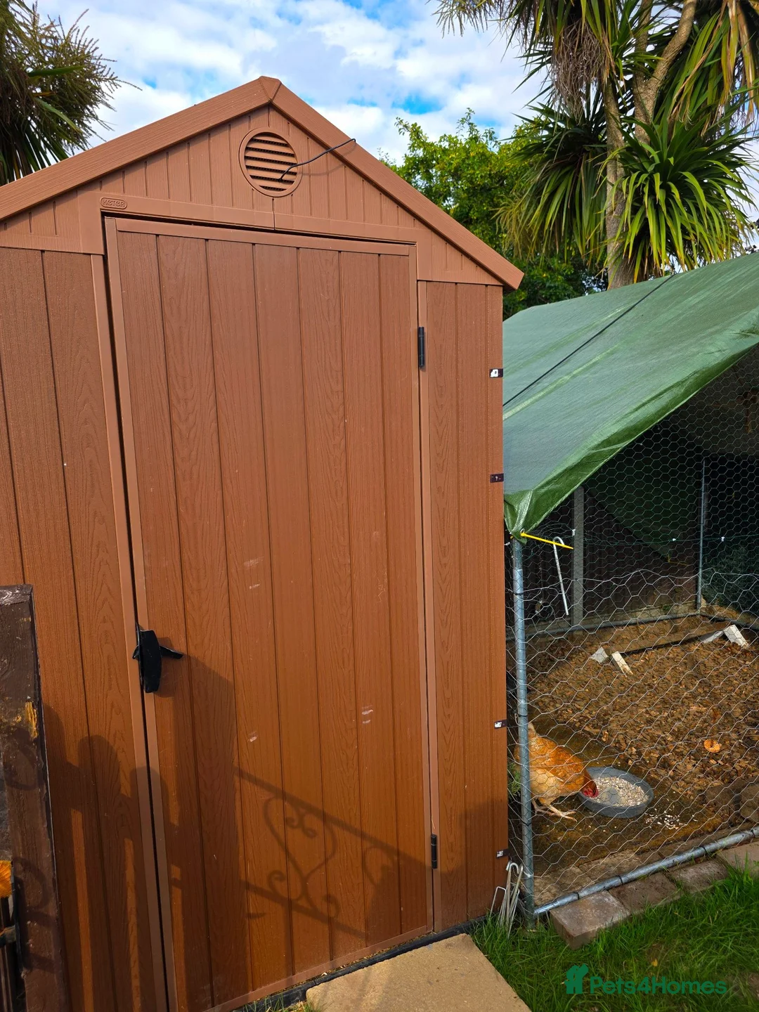Mixed Breed birds for sale: 4 chickens and whole set up - Advert 2