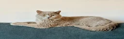 British Shorthair cats for sale: British Shorthair Kittens (available now) - Advert 8