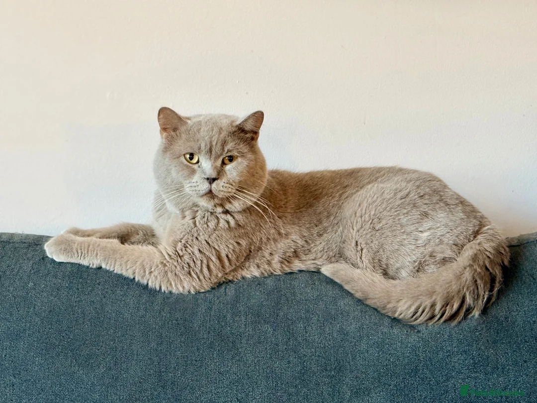 British Shorthair cats for sale: British Shorthair Kittens (available now) - Advert 8