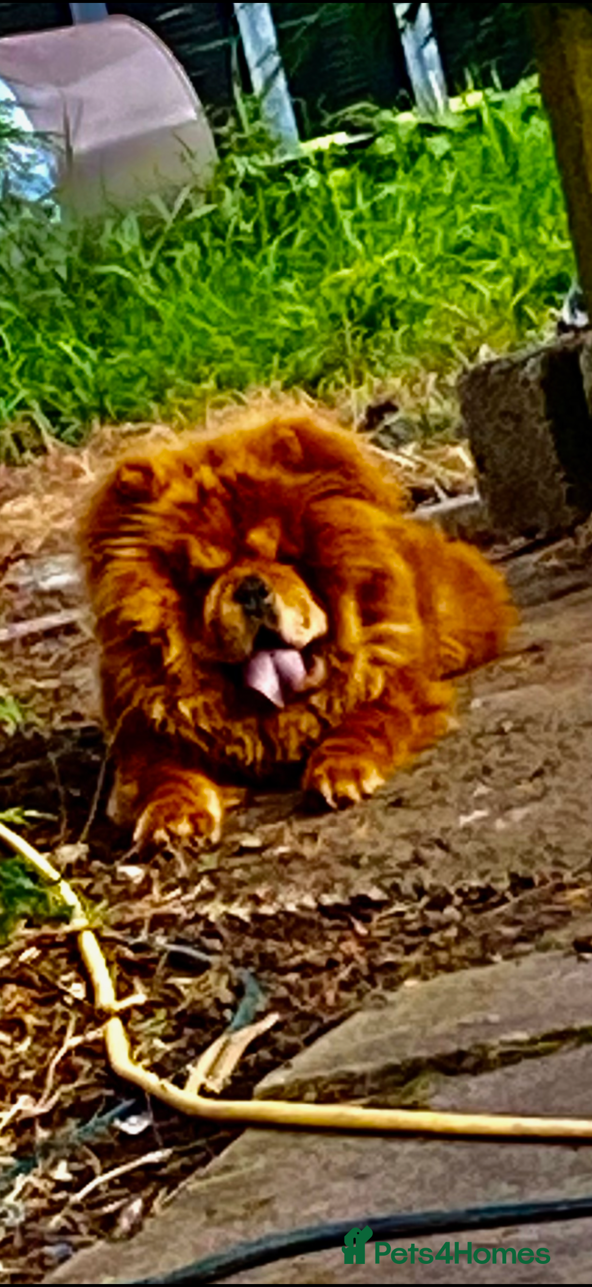 Chow Chow dogs chow chow  - Advert 1