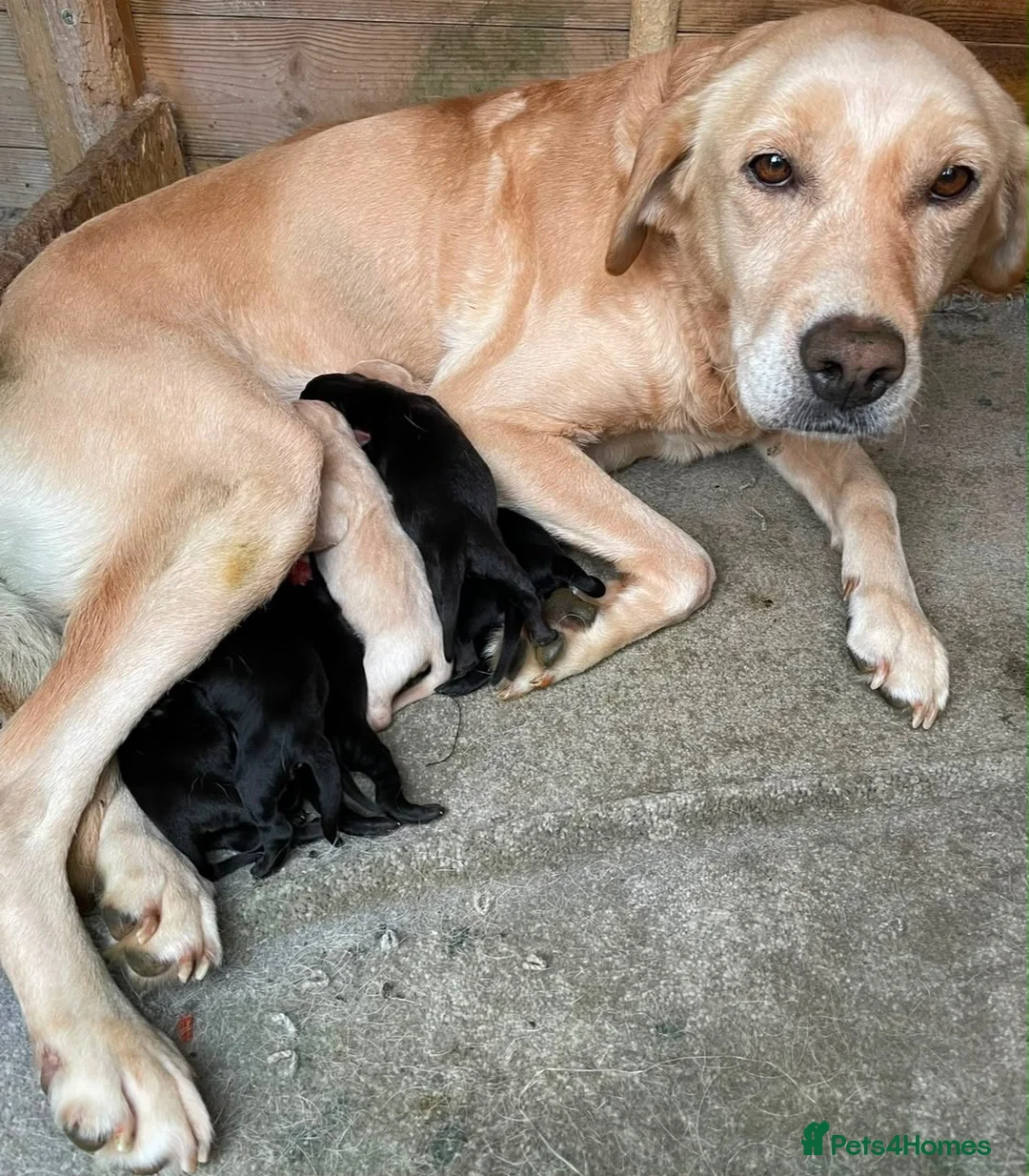 Labrador Retriever dogs for sale: Labrador puppies deposit secures in Castleford - Advert 26