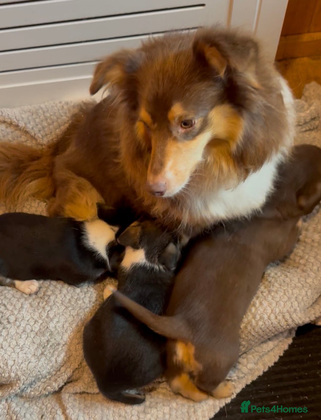 Mixed Breed dogs for sale: Cheeky trio looking for forever homes  - Advert 18