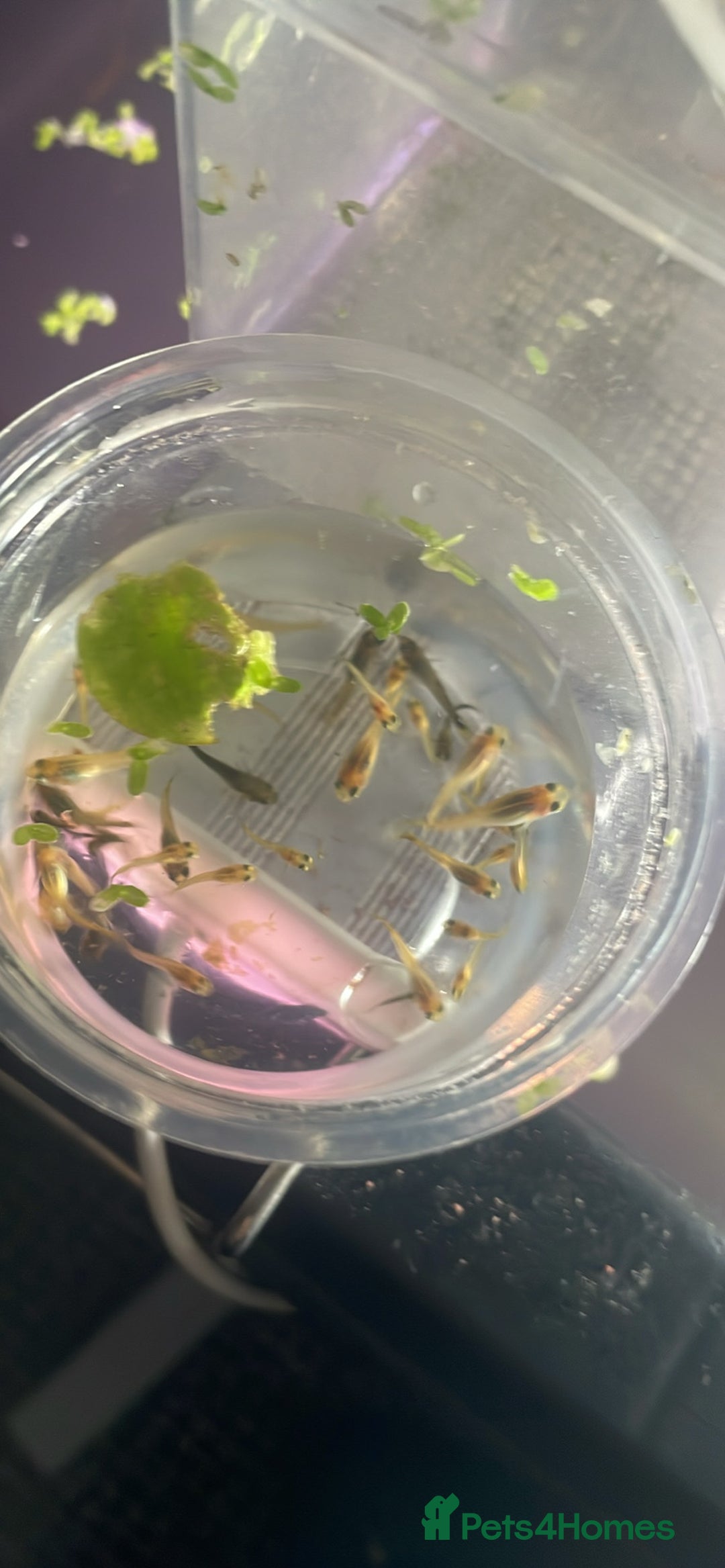Platies fish for sale: Guppy baby’s and juvenile guppy’s  - Image 3