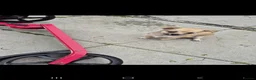 Chihuahua dogs for sale: Chihuahua puppies  in Liverpool - Advert 2