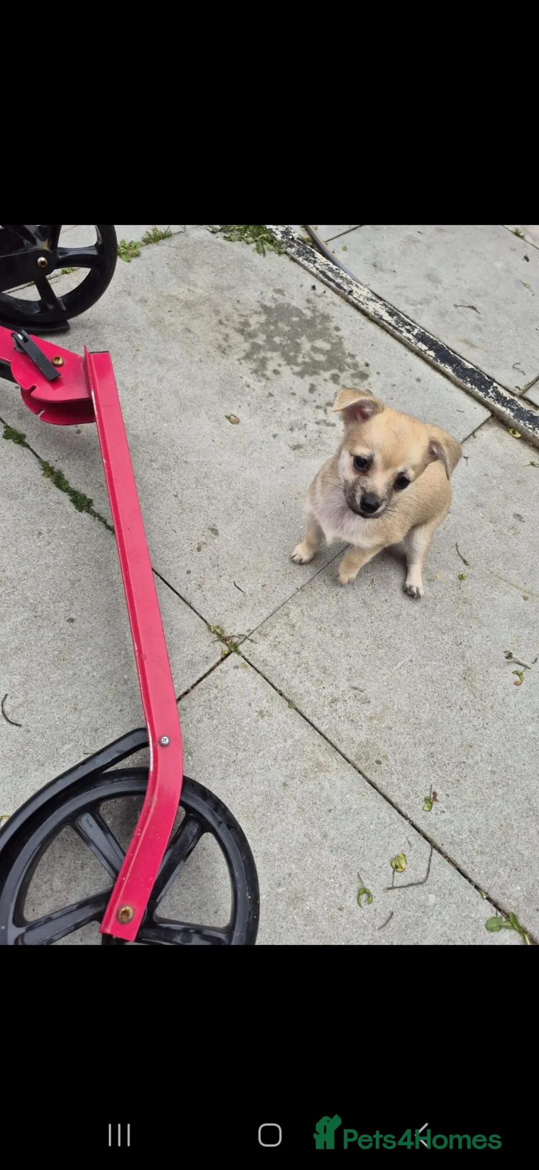 Chihuahua dogs for sale: Chihuahua puppies  in Liverpool - Advert 2