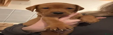 Labrador Retriever 6