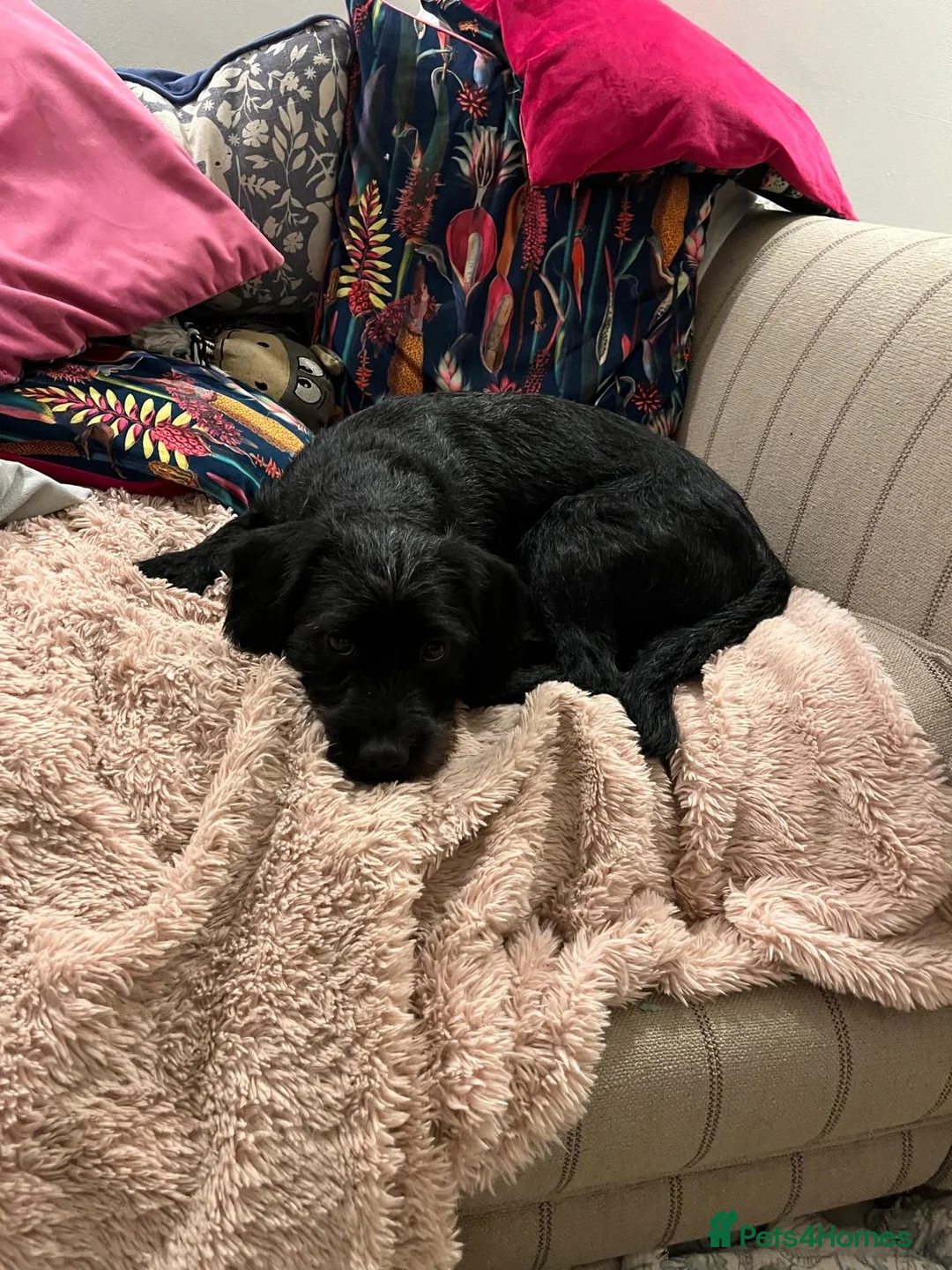 Mixed Breed dogs for sale: Bear 🐻  - Advert 2