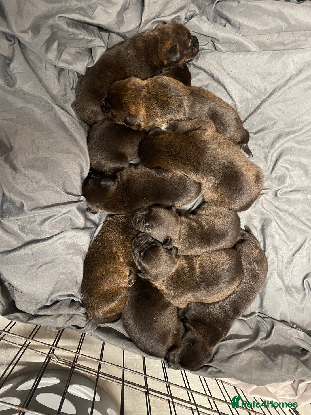 Mixed Breed dogs for sale: Staffy X Rottweiler puppies for sale - Image 2