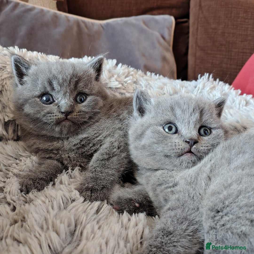 British Shorthair cats for sale: Blue British shorthairs kittens with GCCFpedigree - Image 6