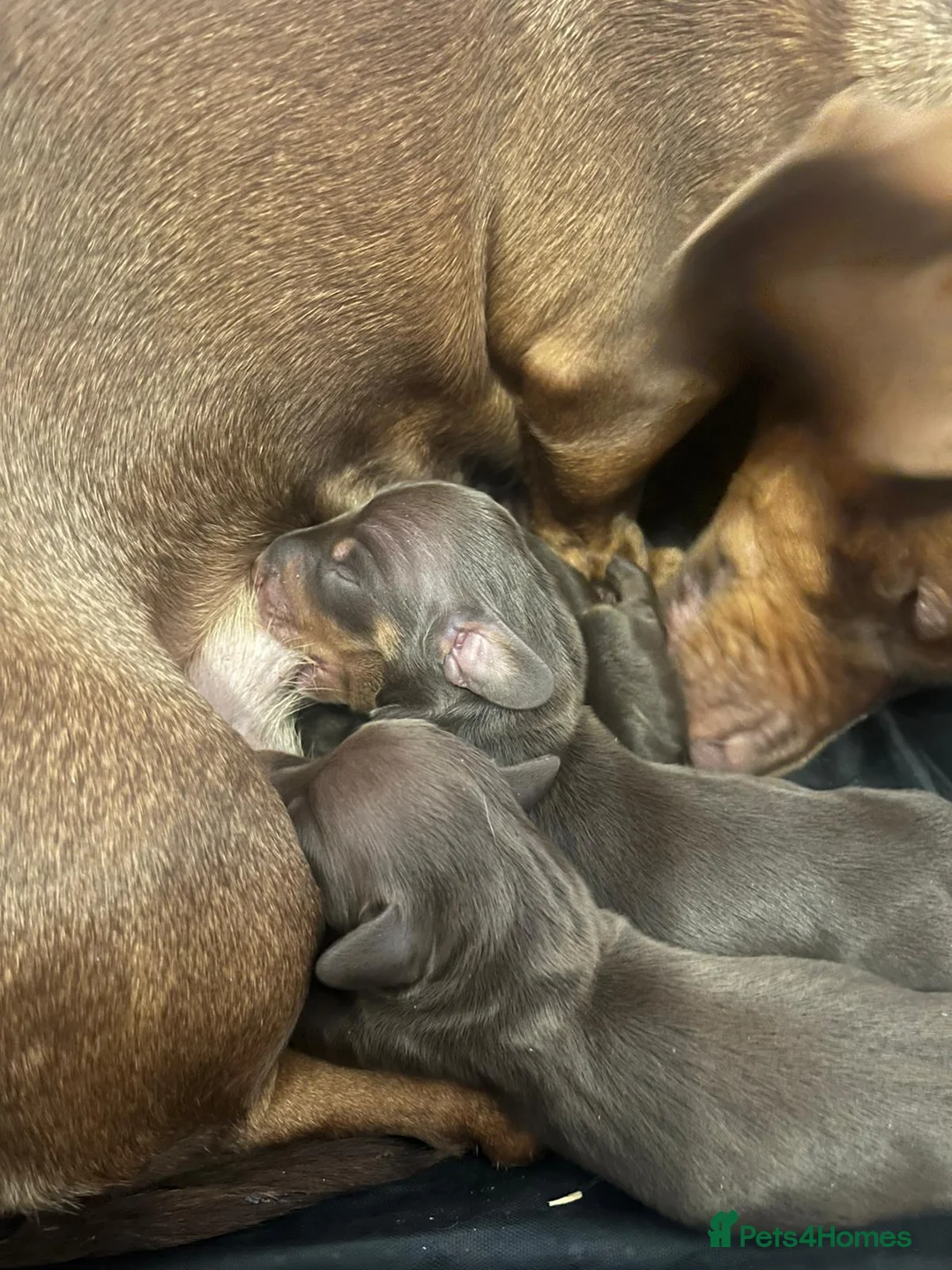 Miniature Dachshund dogs for stud: TINY KC REG HEREDITARY PRA CLEAR PROVEN in Pontefract - Advert 19