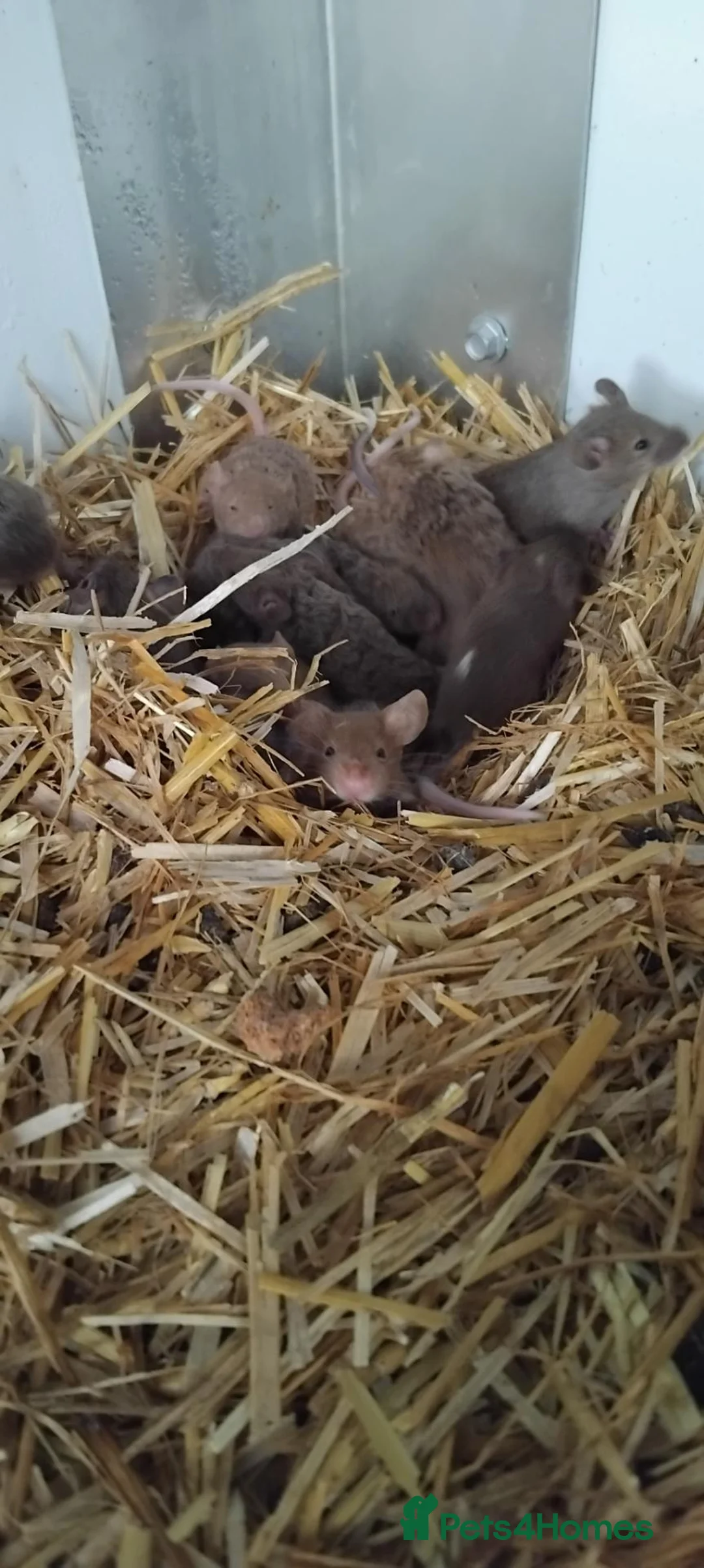 Mouse rodents for sale: Fancy mice - Advert 2