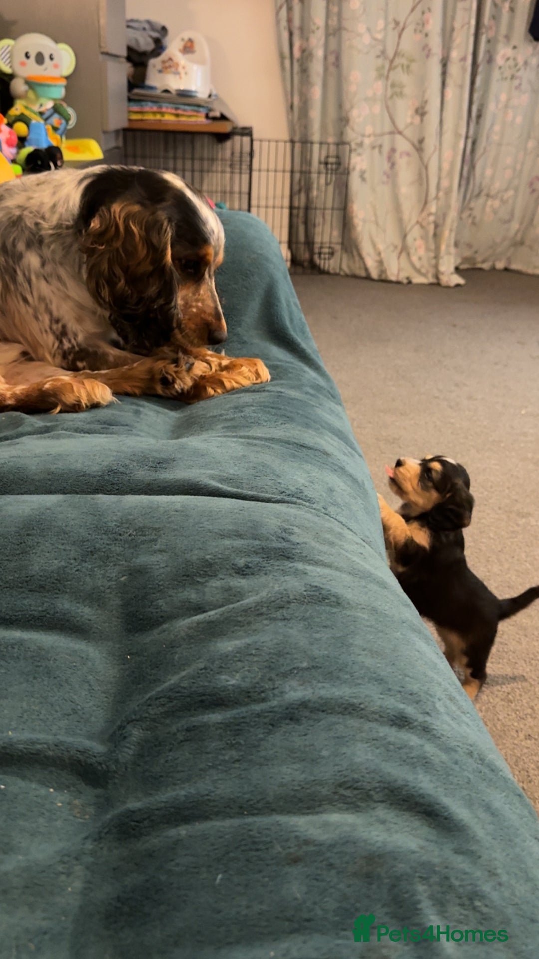 Cockapoo dogs for sale: Cockapoo puppies  - Image 14
