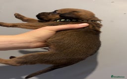 Mixed Breed dogs for sale: Boxwillers - Image 34
