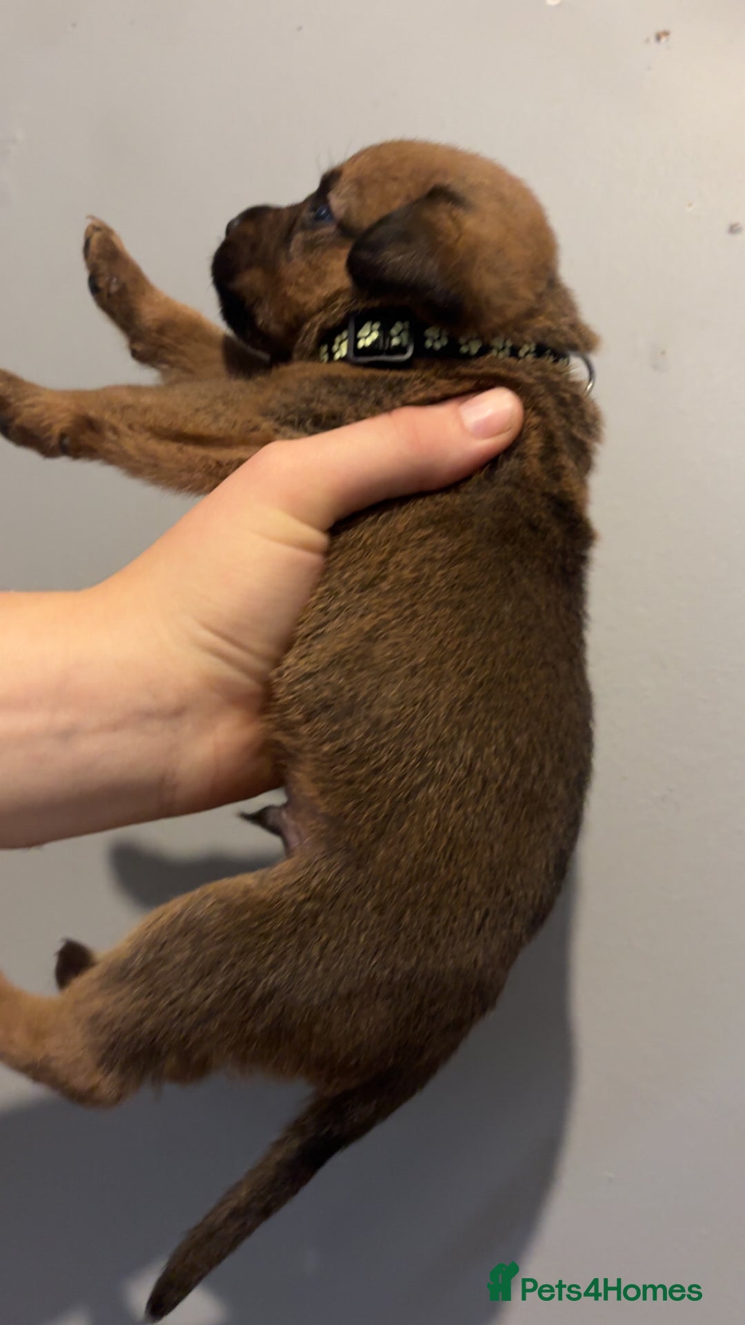 Mixed Breed dogs for sale: Boxwillers - Image 34
