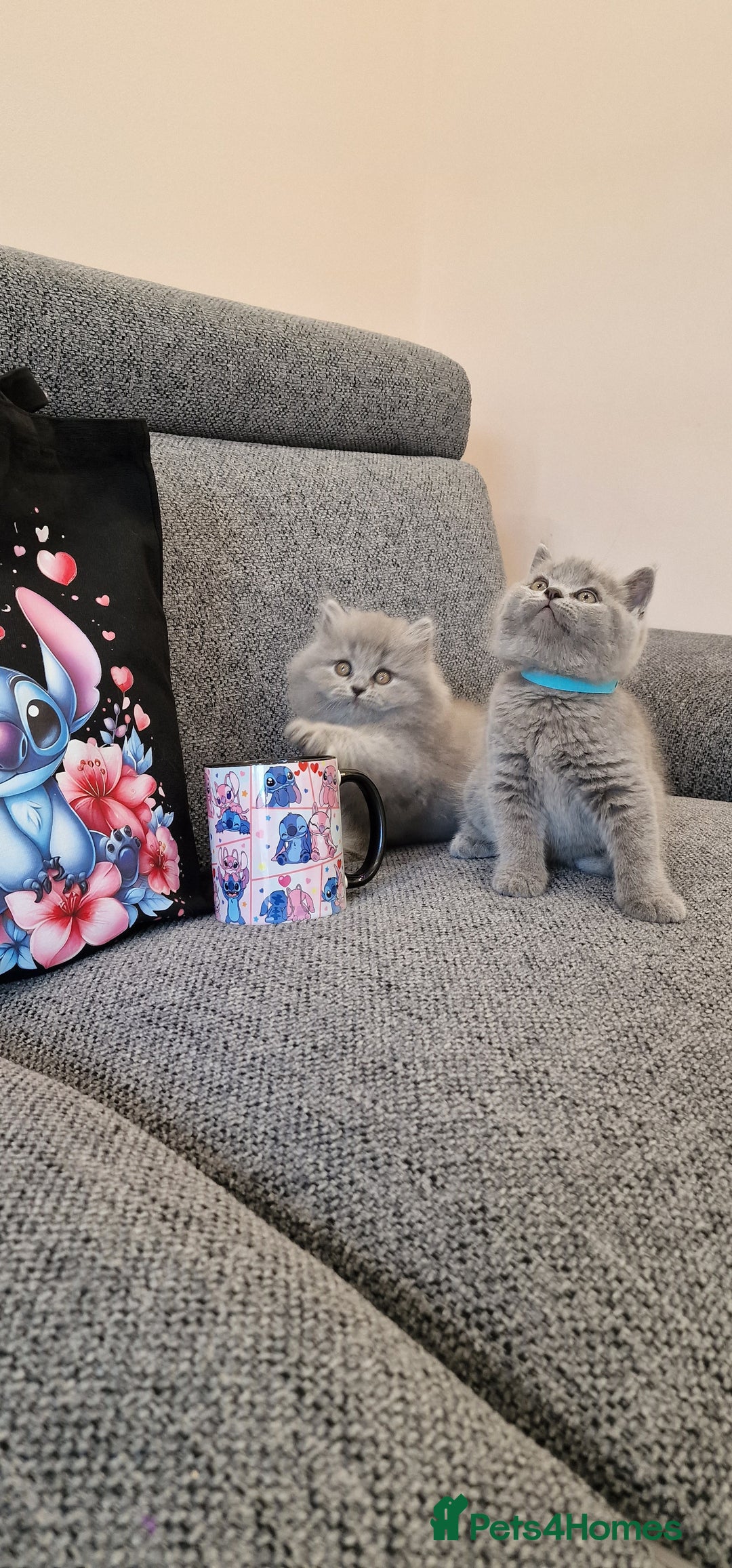 British Shorthair cats for sale: 💙British Shorthair and Long.. Blue kittens ❤️💛💚 - Image 7