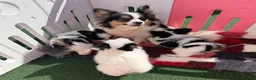 Papillon dogs for sale: Beautiful Pedigree Papillon Puppies in Stourport-on-Severn - Advert 19