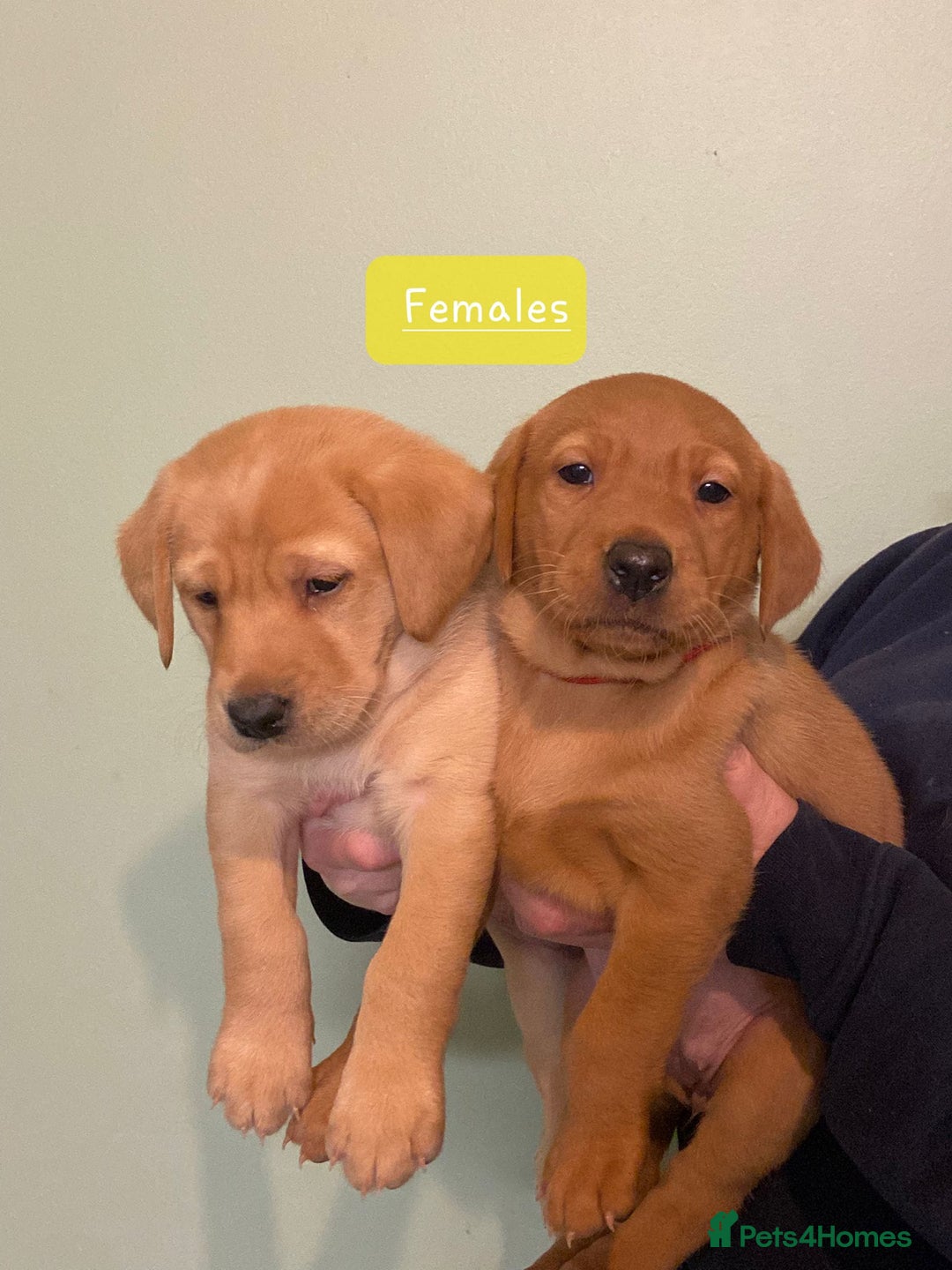 Labrador Retriever dogs for sale:  Labrador Puppies  - Advert 1