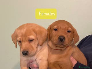 Labrador Retriever dogs Labrador Puppies - Advert 1