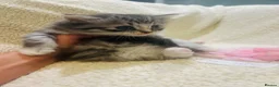 Persian cats for sale: 5 beautiful fluffy Persian crosses.  - Advert 6