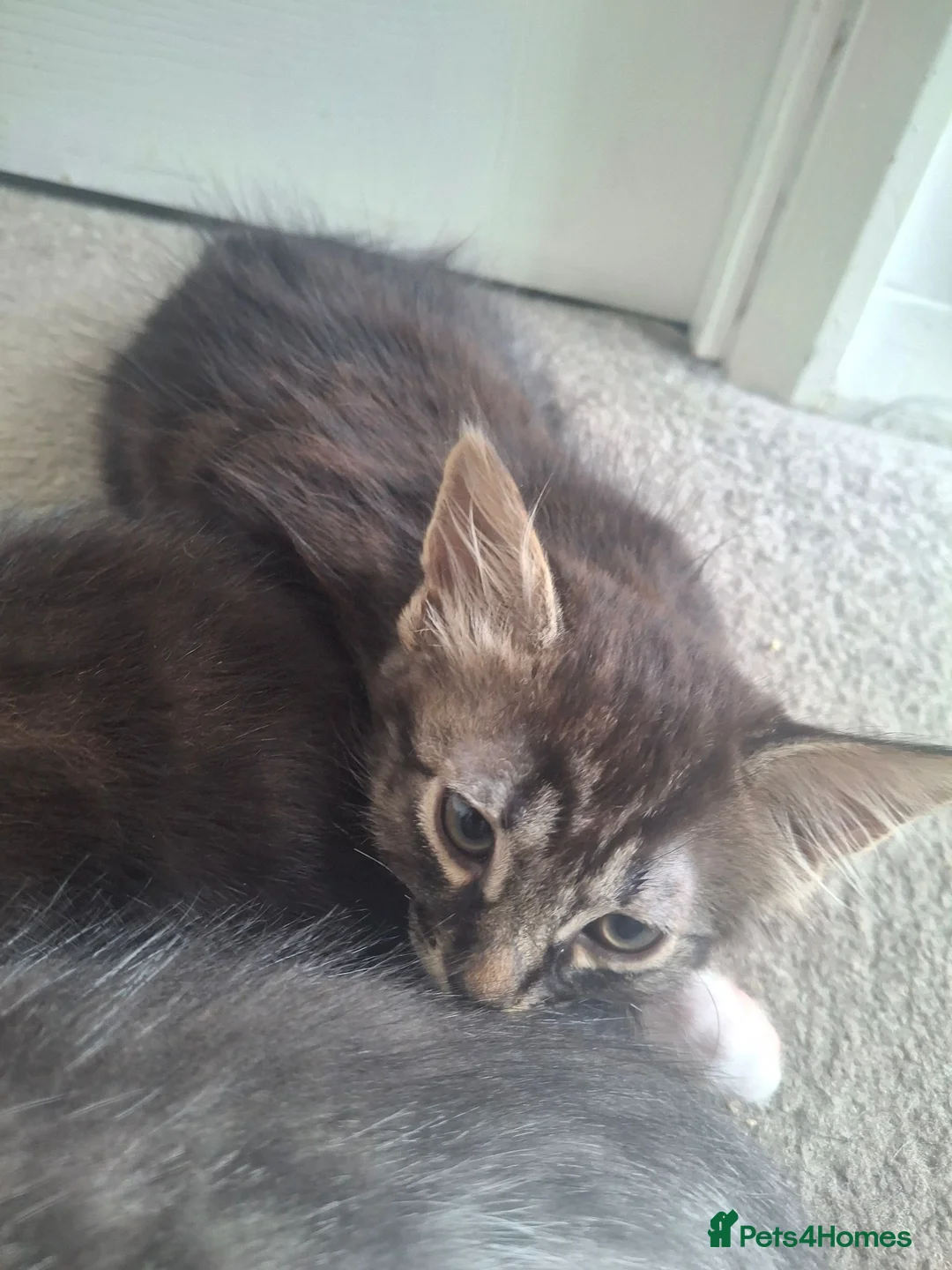 Mixed Breed cats for sale: 7 Beautiful Kittens for Sale - Advert 2
