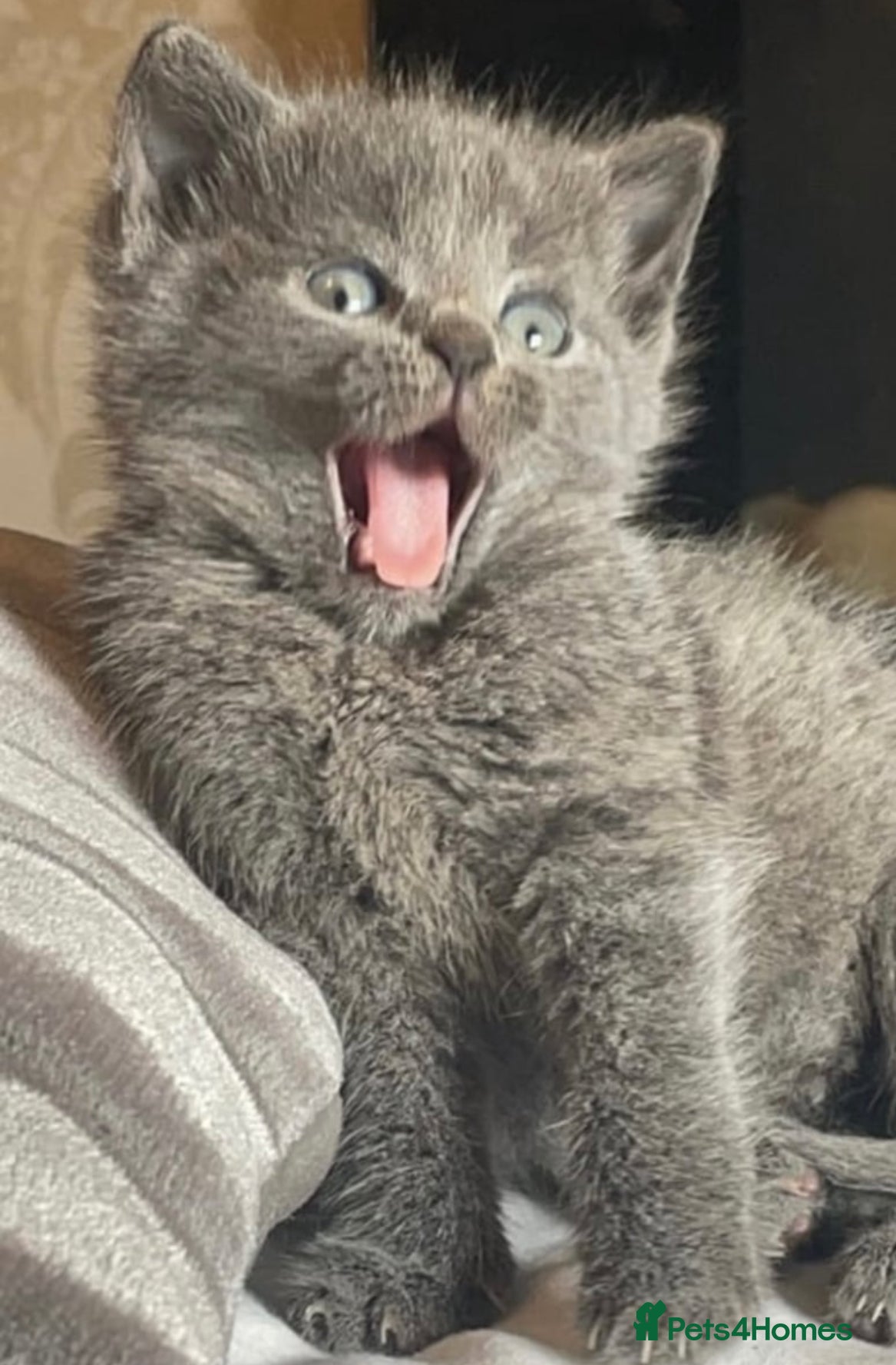 Russian Blue cats Blue Russian kittens - Advert 3