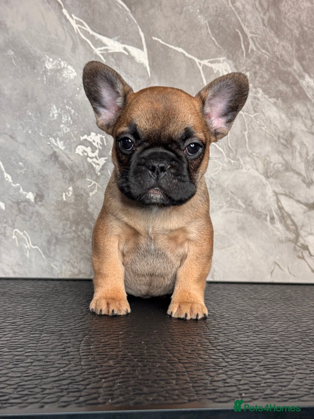 French Bulldog dogs for sale: Champion Sired last female Fawn French bulldog - Advert 20