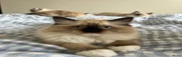 Ragdoll cats for sale: Gorgeous ragdoll kittens- boy + girl  - Advert 8