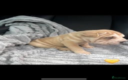 Shar Pei dogs for sale: Shar Pei Puppies  - Image 11