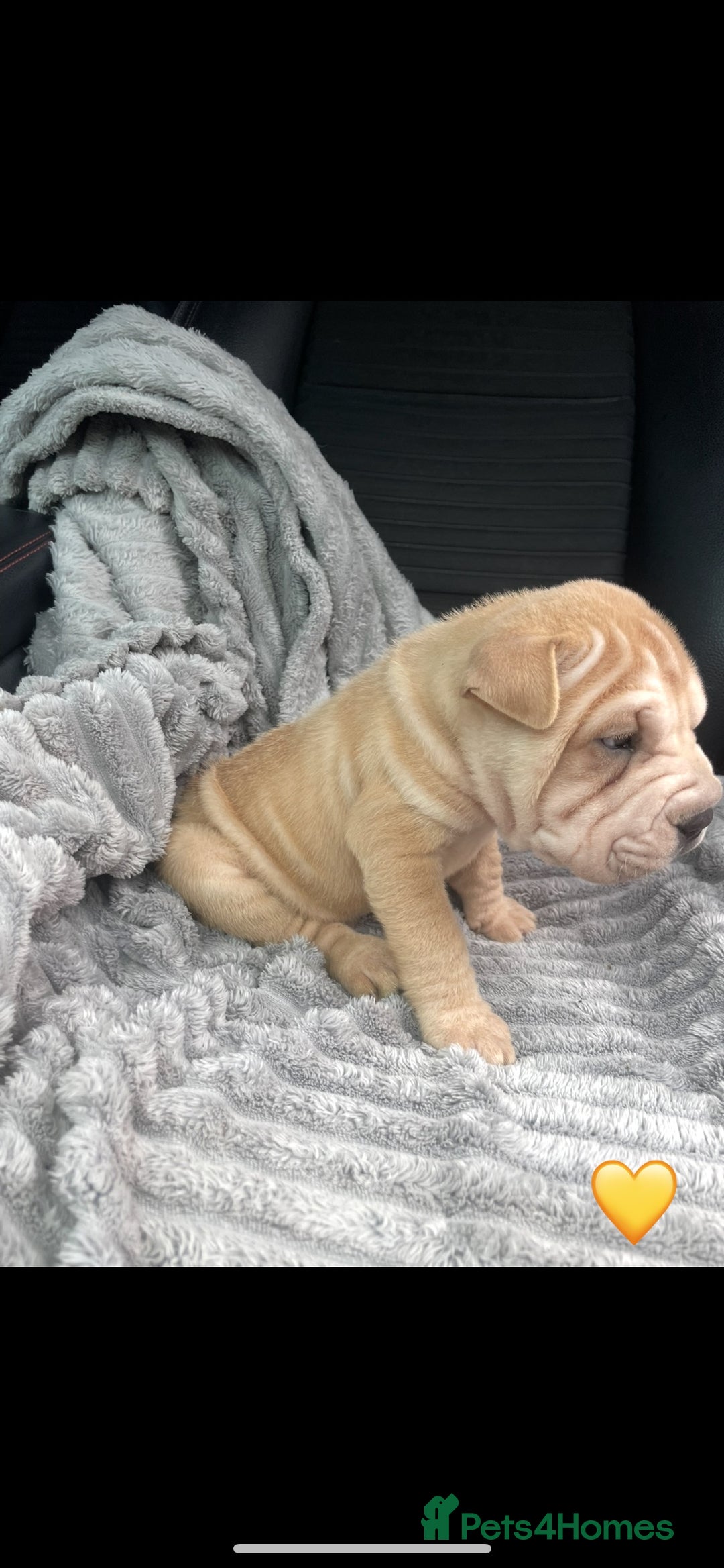 Shar Pei dogs for sale: Shar Pei Puppies  - Image 11