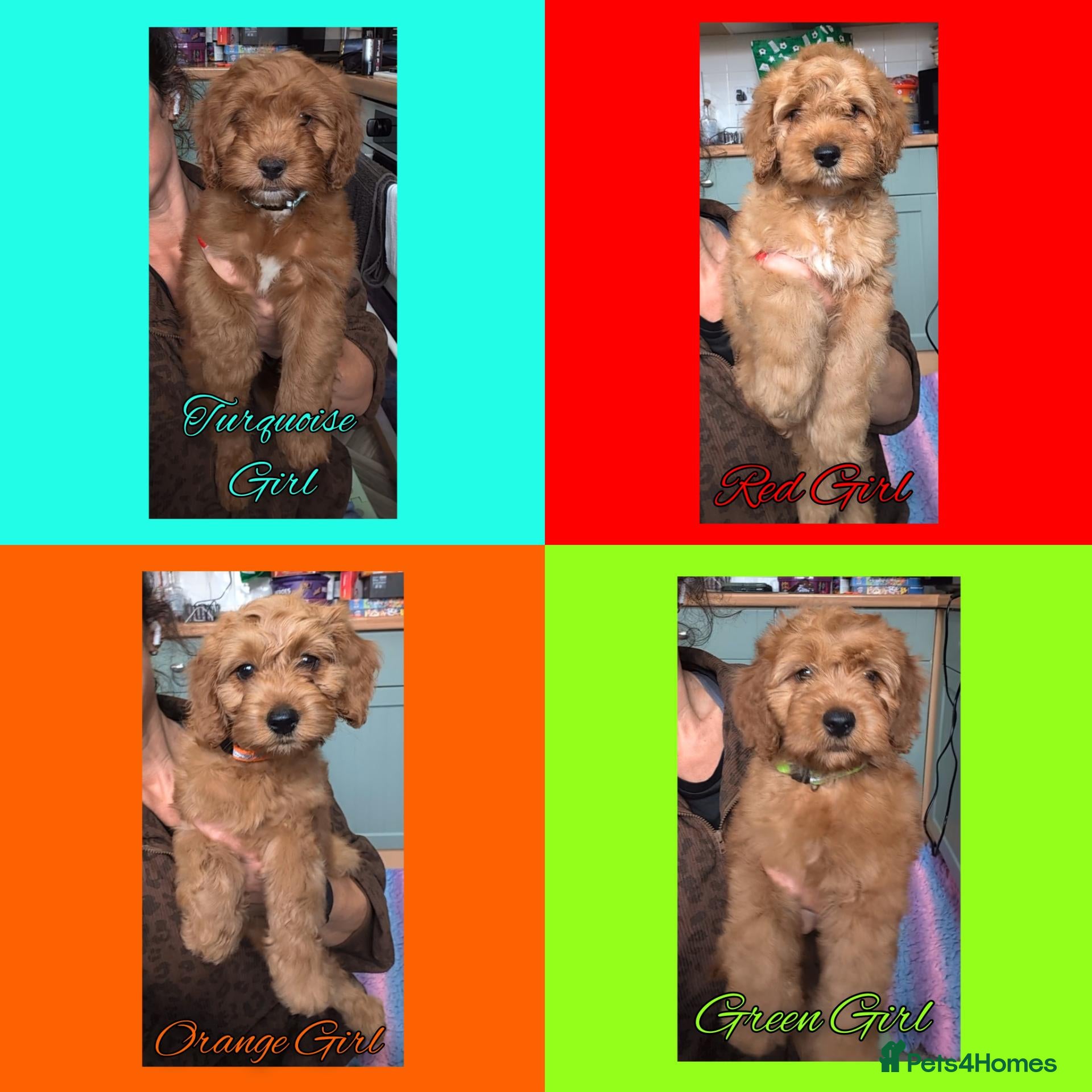 Cockapoo dogs READY NOW 4 x Red Cockapoo Girls For Sale - Advert 1