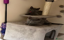 British Shorthair cats for sale: British shorthair  - Image 4