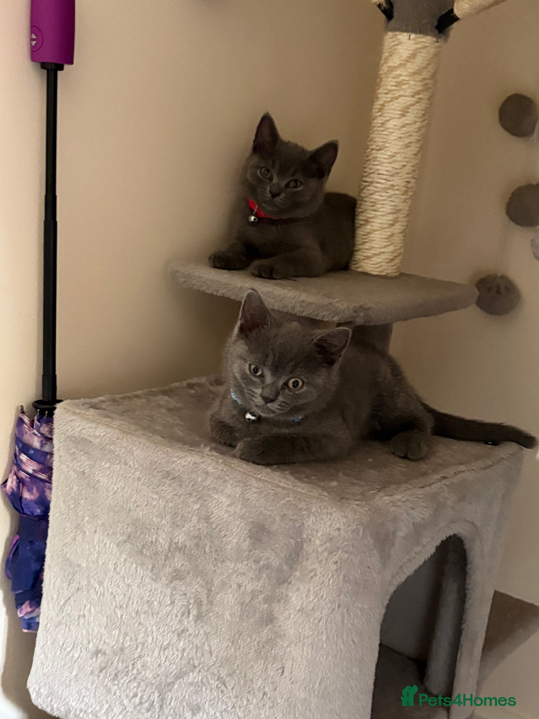 British Shorthair cats for sale: British shorthair  - Image 4