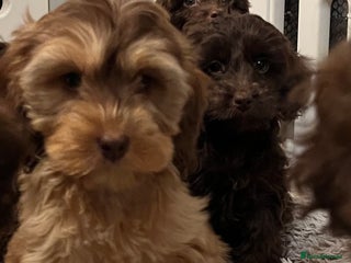 Cockapoo dogs 🩷🩷READY TO LEAVE🩷GORGEOUS🌟F1 Cockapoo pups - Advert 4