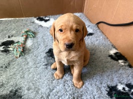 Labrador Retriever dogs - Advert 2