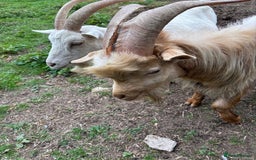 Goats livestock for sale: 2 goats for sale.  - Image 1