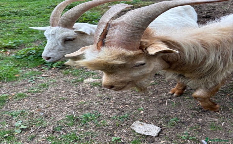 Goats livestock for sale - Advert 3