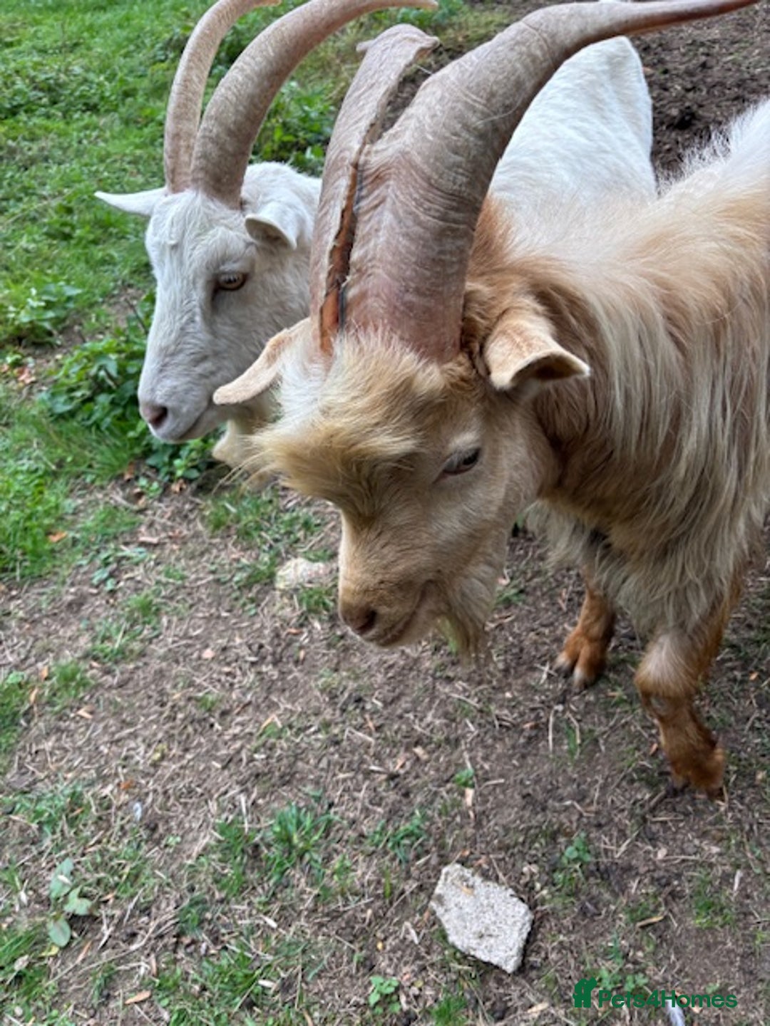 Goats livestock for sale: 2 goats for sale.  - Image 1