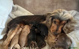Cockapoo dogs for sale: Fully vaccinated health tested pups - Image 8