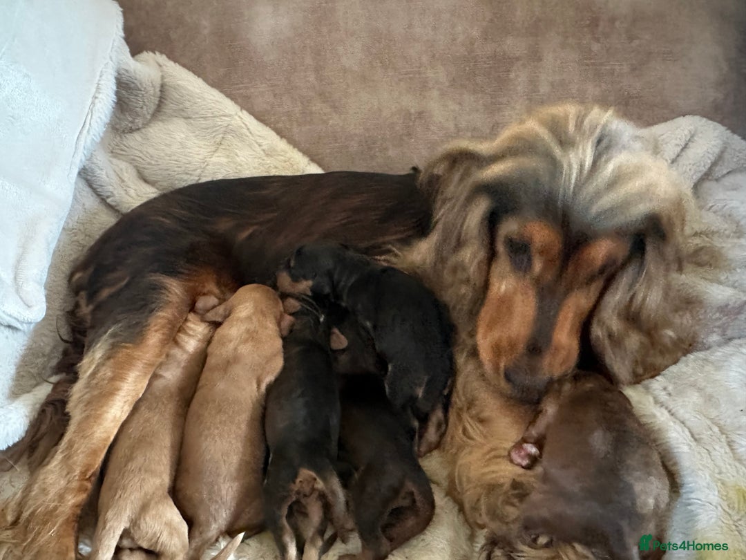 Cockapoo dogs for sale: Fully vaccinated health tested pups - Image 8