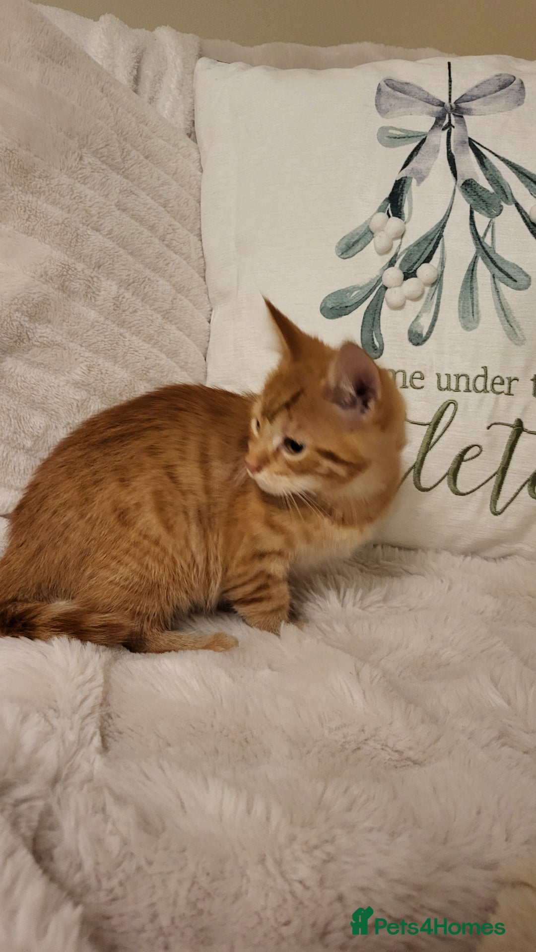 Mixed Breed cats for sale: Kittens READY NOW - Advert 10