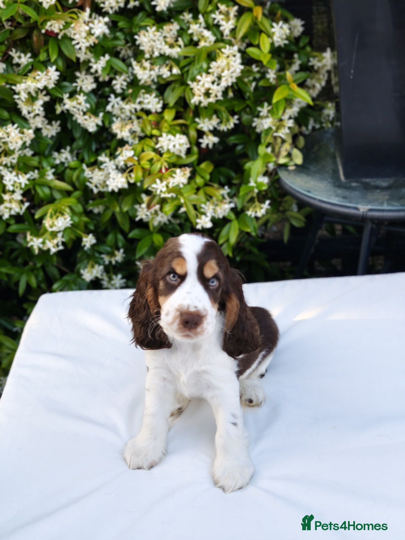 Cocker Spaniel dogs 🩵 Last Quality Show Cocker Boy- READY NOW! 🩵 - Advert 4