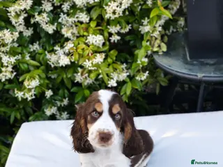 Cocker Spaniel dogs 🩵 Last Quality Show Cocker Boy- READY NOW! 🩵 - Advert 4