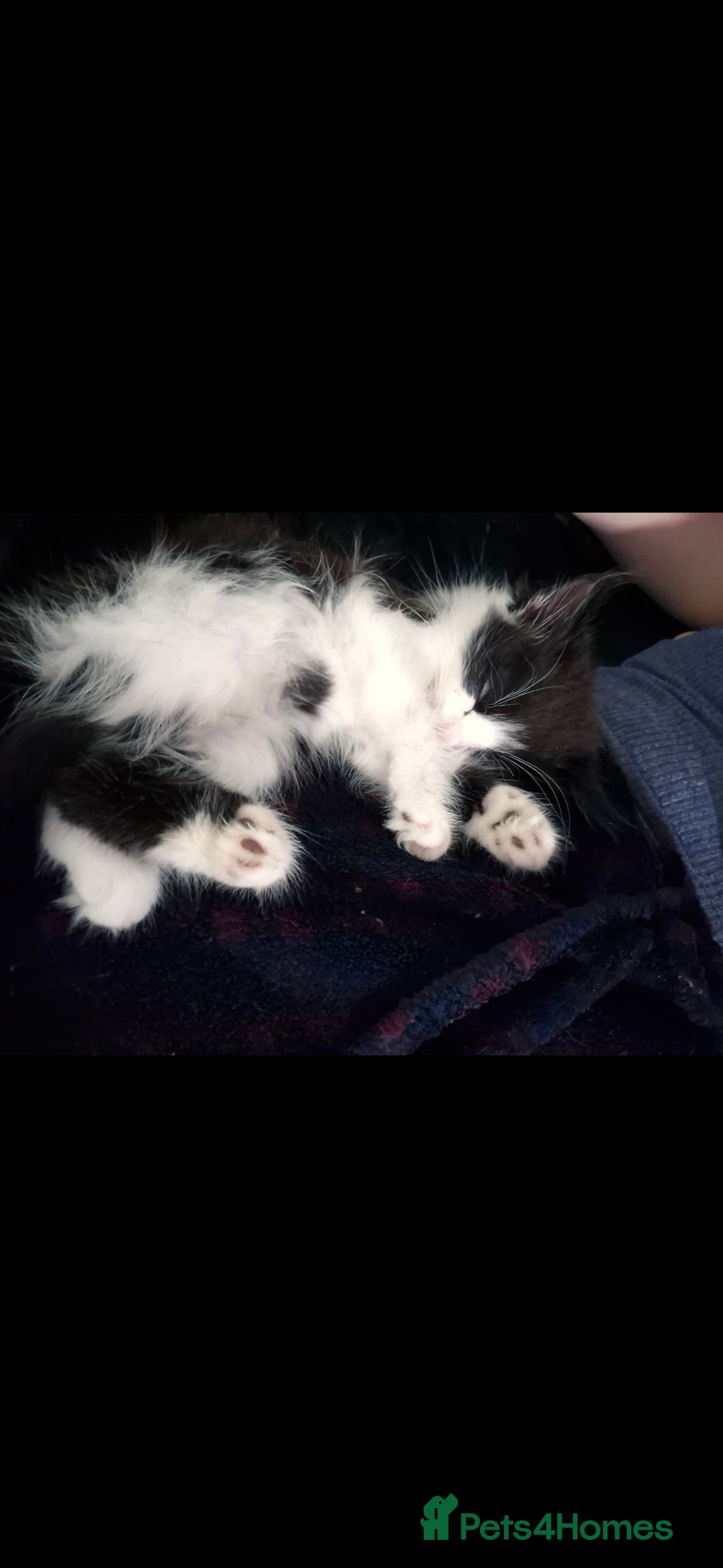 Mixed Breed cats for sale: Kittens ready now - Image 5