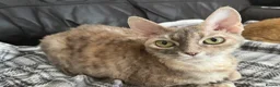 Devon Rex cats for sale: Blue Cream Tortie Devon Rex Female  - Advert 6
