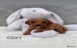 Cavapoo dogs for sale: Red curly cavapoo puppies  - Advert 3