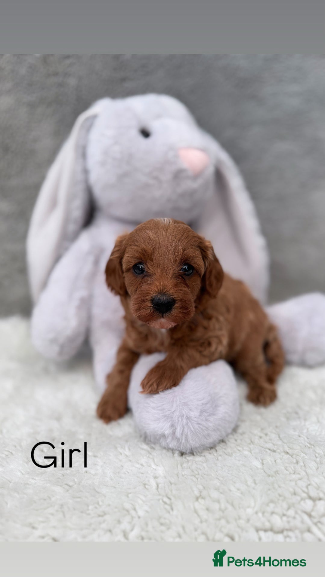 Cavapoo dogs for sale: Red curly cavapoo puppies  - Advert 3