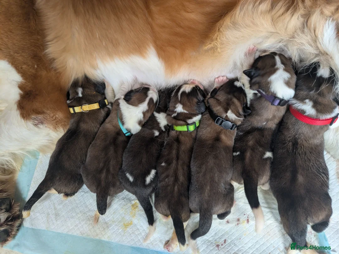 Saint Bernard dogs for sale: Saint Bernards KC registered, Hip and Elbow scored in Sheffield - Advert 6