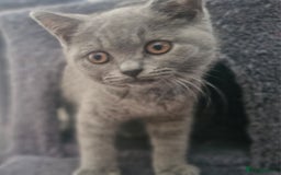 British Shorthair cats for sale: Beautiful BSH (2 Males & 2 Females, Blue & Lilac) - Image 32