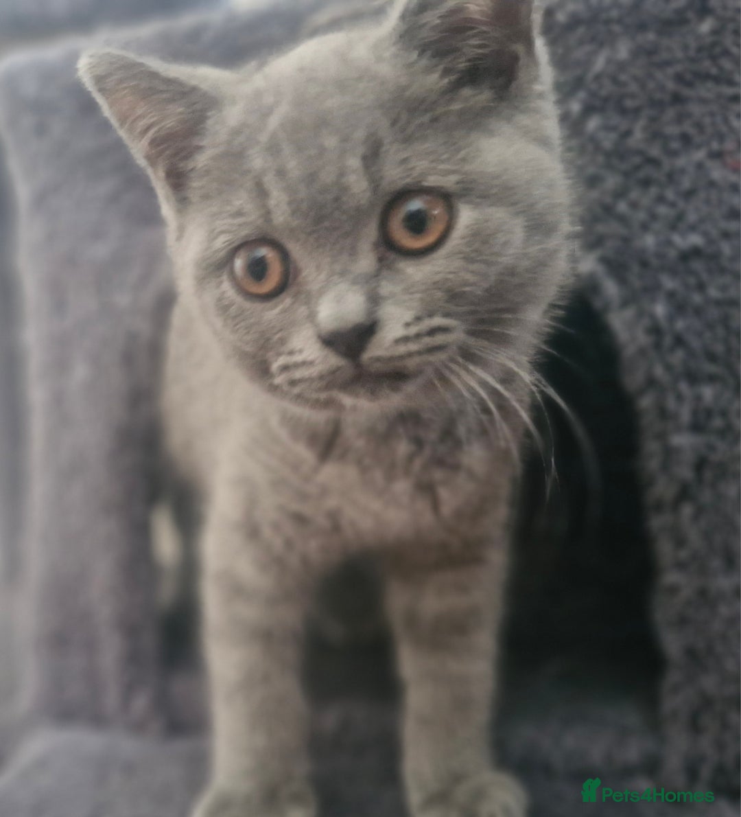 British Shorthair cats for sale: Beautiful BSH (2 Males & 2 Females, Blue & Lilac) - Image 32